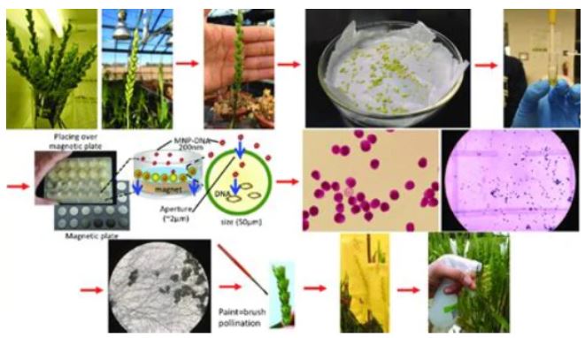 Bombarding our Food Supply with Nanotechnology Magnetic Transfection