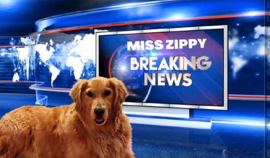 The Miss Zippy Report – 12-28-24